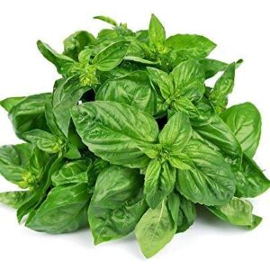 Basil Leaves 50gm
